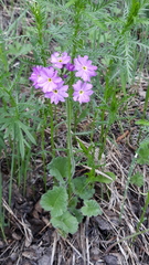 Primula cortusoides