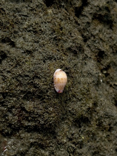Hammond’s Cowrie