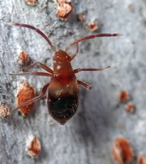 Ceratocapsini
