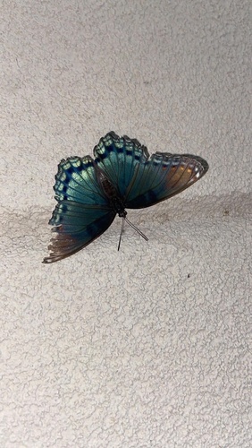 Red-spotted Purple