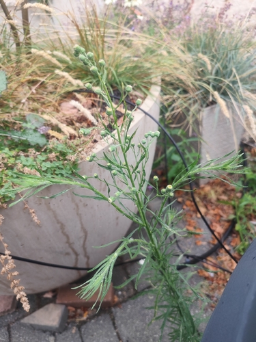 Flax-leaved Horseweed