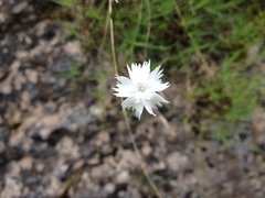 Dianthus petraeus