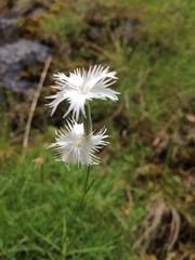 Dianthus petraeus