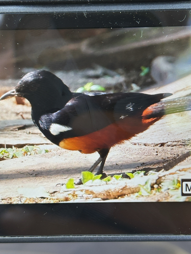 iNaturalist image