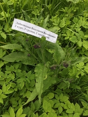 Symphytum officinale