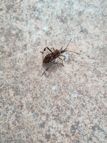 Western Conifer Seed Bug