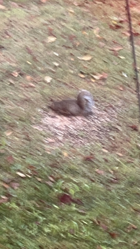Eastern Gray Squirrel