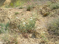 Astrodaucus littoralis