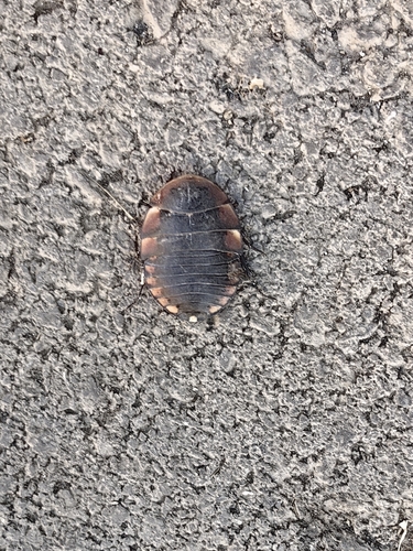 Polyphaga plancyi