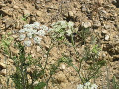 Astrodaucus littoralis