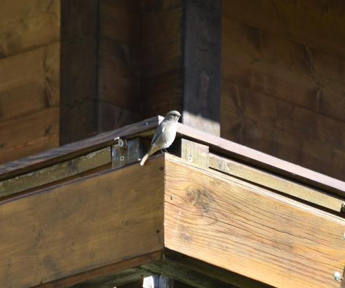 Black Redstart