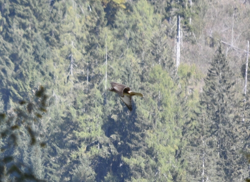Common Buzzard