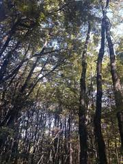 Nothofagus cliffortioides