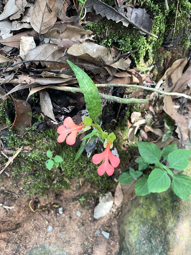 Habenaria rhodocheila, 2026-10-08