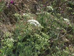 Astrodaucus littoralis