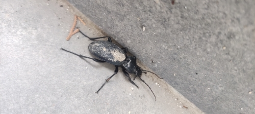 Leather Beetle