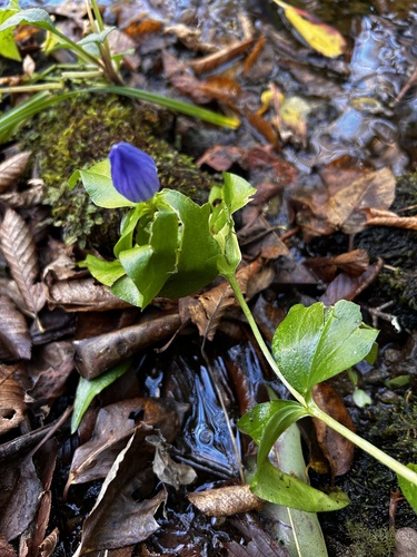 Gentiana clausa, 2026-10-07