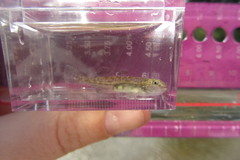 Eucyclogobius newberryi