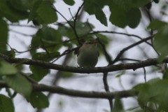 Phylloscopus trochiloides
