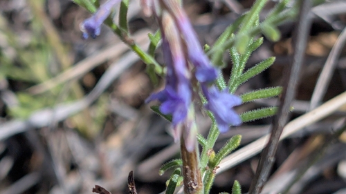 Lavandula coronopifolia (Lavandula coronopifolia)