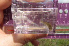 Eucyclogobius newberryi