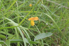 Lathyrus annuus
