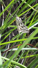 Loxostege aeruginalis