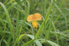 Lathyrus annuus
