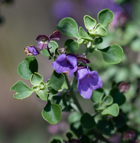 Prostanthera rotundifolia observed 2026-10-04