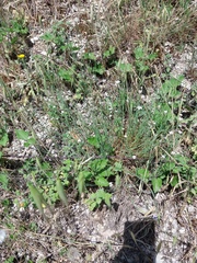 Petrorhagia saxifraga