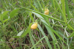 Lathyrus annuus