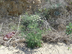 Astrodaucus littoralis