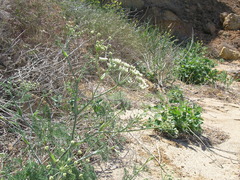 Astrodaucus littoralis