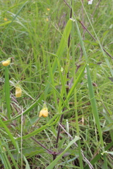 Lathyrus annuus