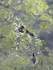 Fulica atra