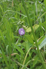 Vicia bithynica