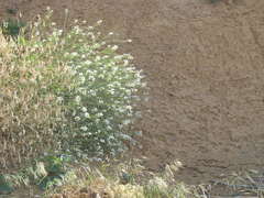 Crambe koktebelica