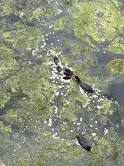 Fulica atra
