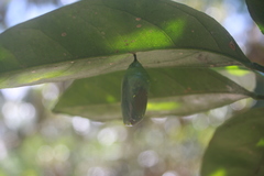 Danaus plexippus