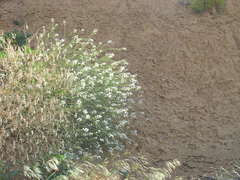 Crambe koktebelica