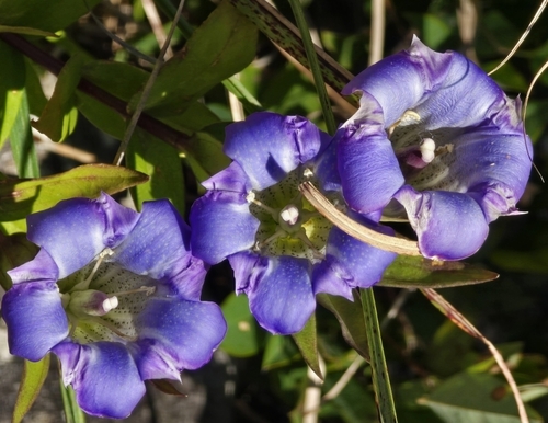 Gentiana scabra observed 2026-10-08