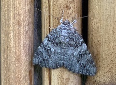 Catocala ilia-complex