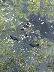 Fulica atra