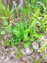 Hieracium sylvularum