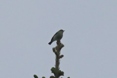 Phylloscopus trochiloides