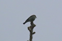 Phylloscopus trochiloides