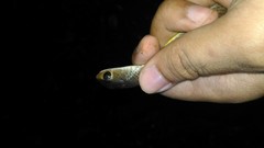 Ptyas korros