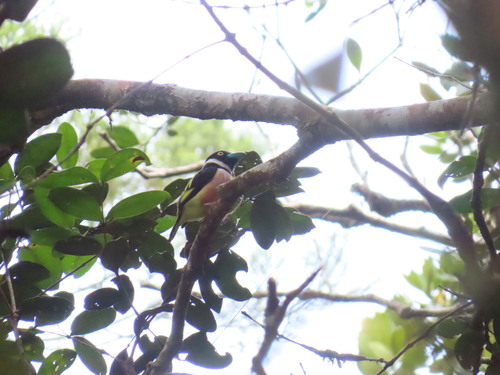 Eurylaimus ochromalus observed 2026-09-25