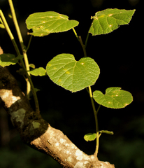 Pyrenacantha grandiflora