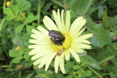 Adela australis